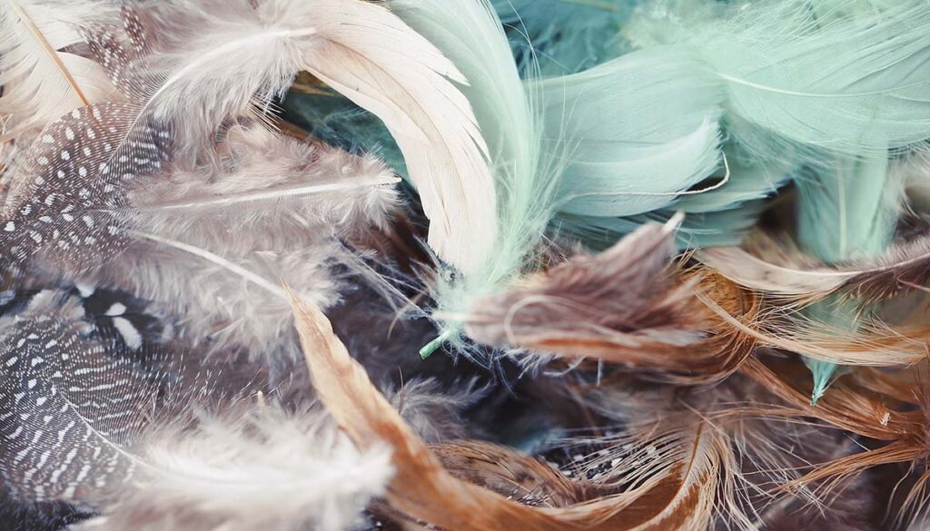 a pile of different feathers
