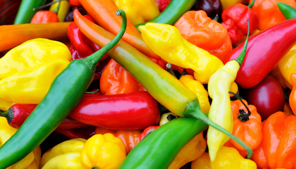 a colorful mix of the freshest and hottest chili peppers