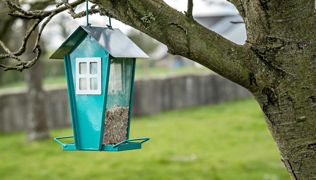 bird feeder hanging in tree