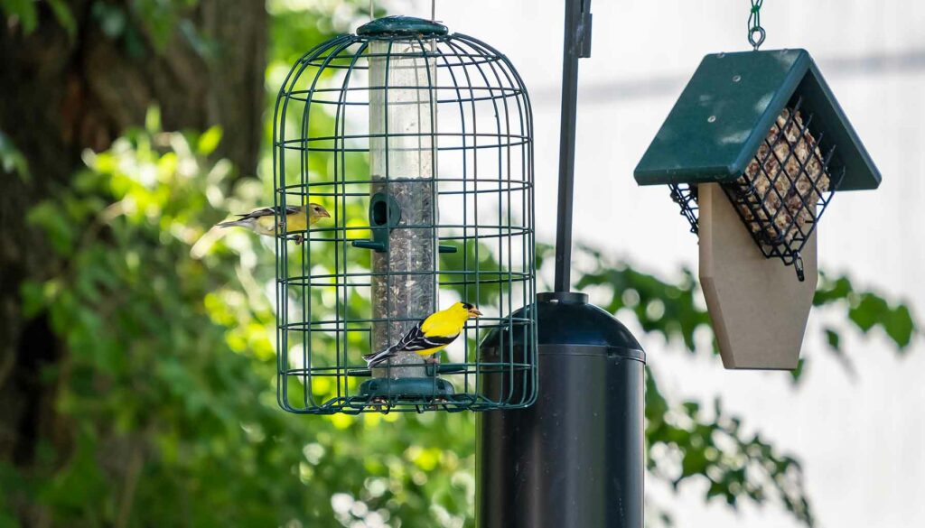 different bird feeders