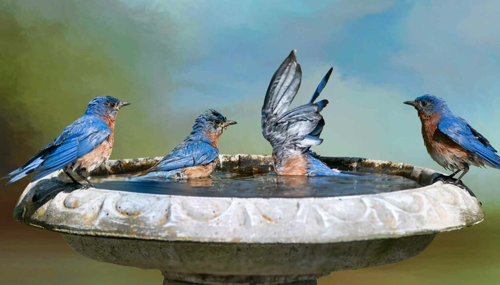 birds in a bird bath