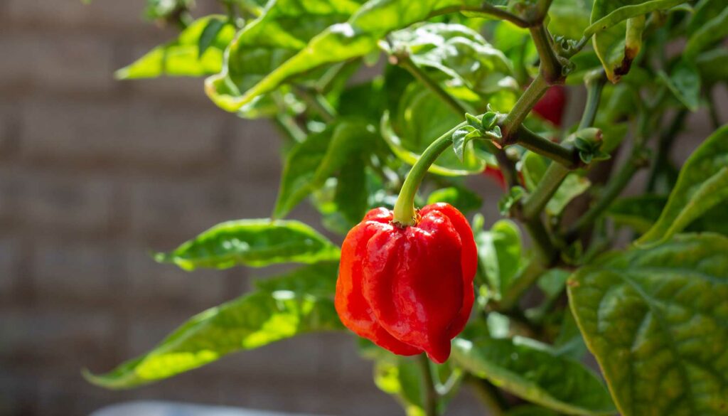 Carolina Reaper hot pepper growing on plant
