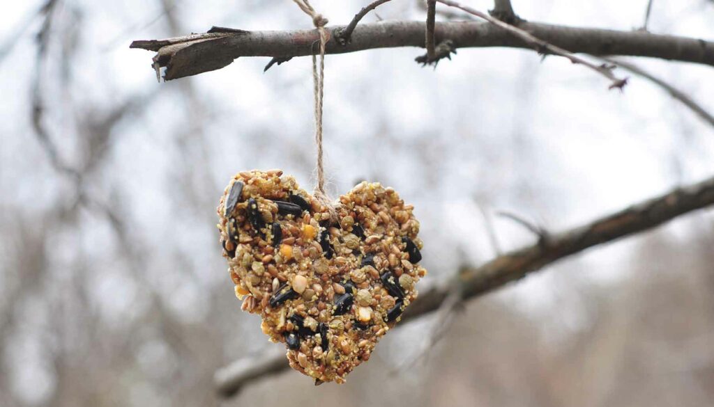 heart shaped bird food