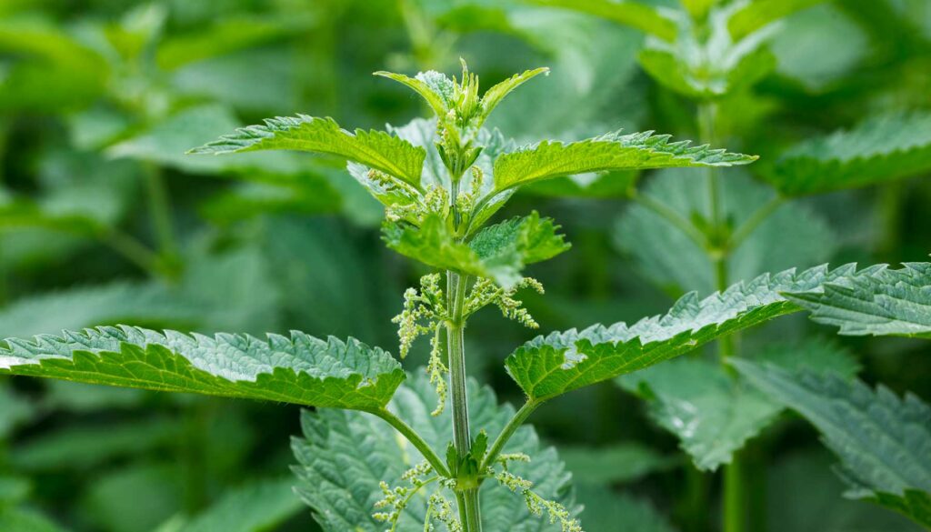 Urtica dioica, common nettle or stinging nettle