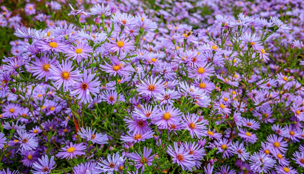 aster flowers