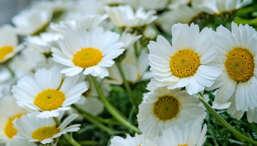 nippon daisy