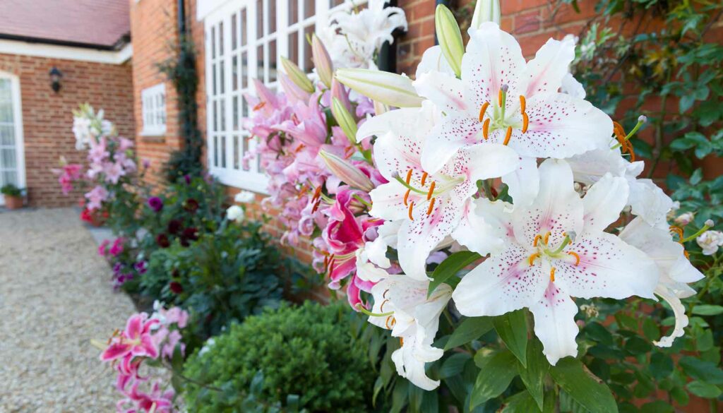 oriental lily