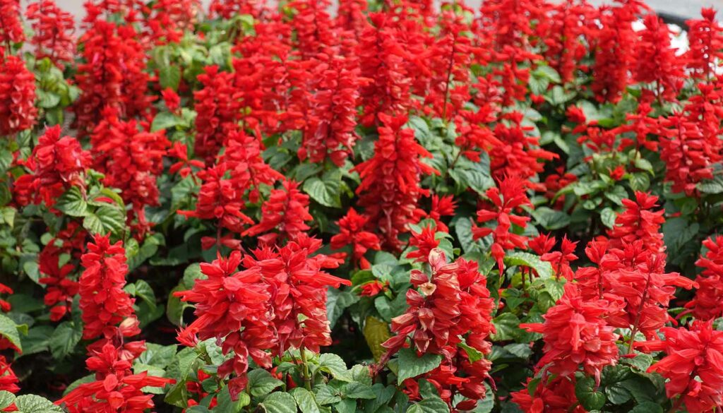 red salvia