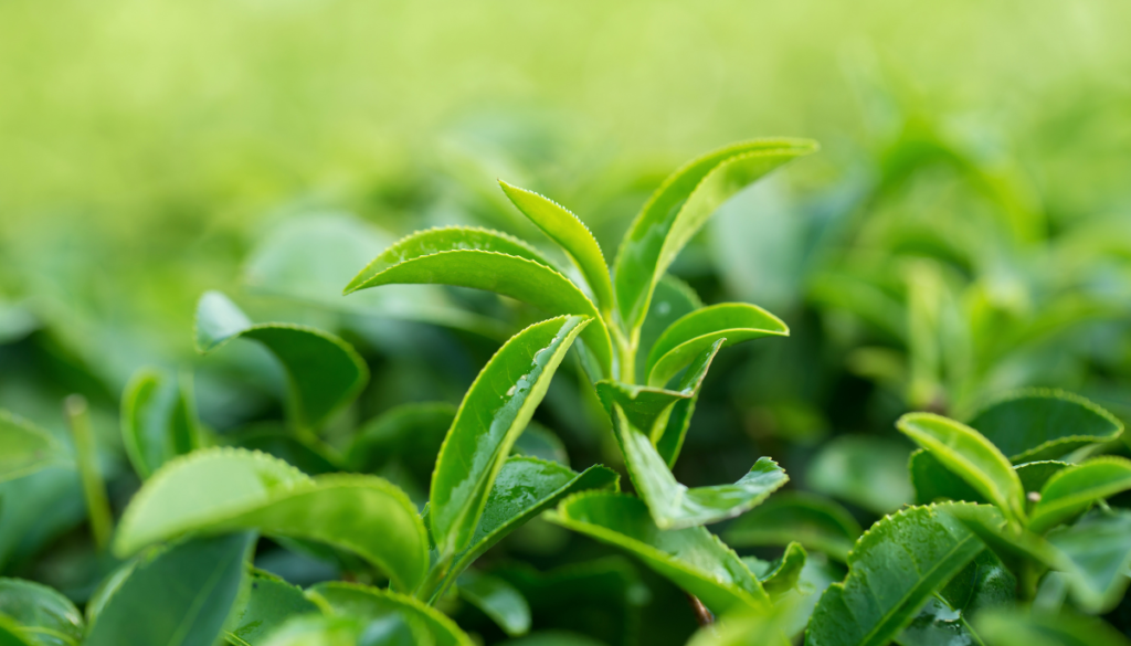 Close up shot of green tea leaves in field
