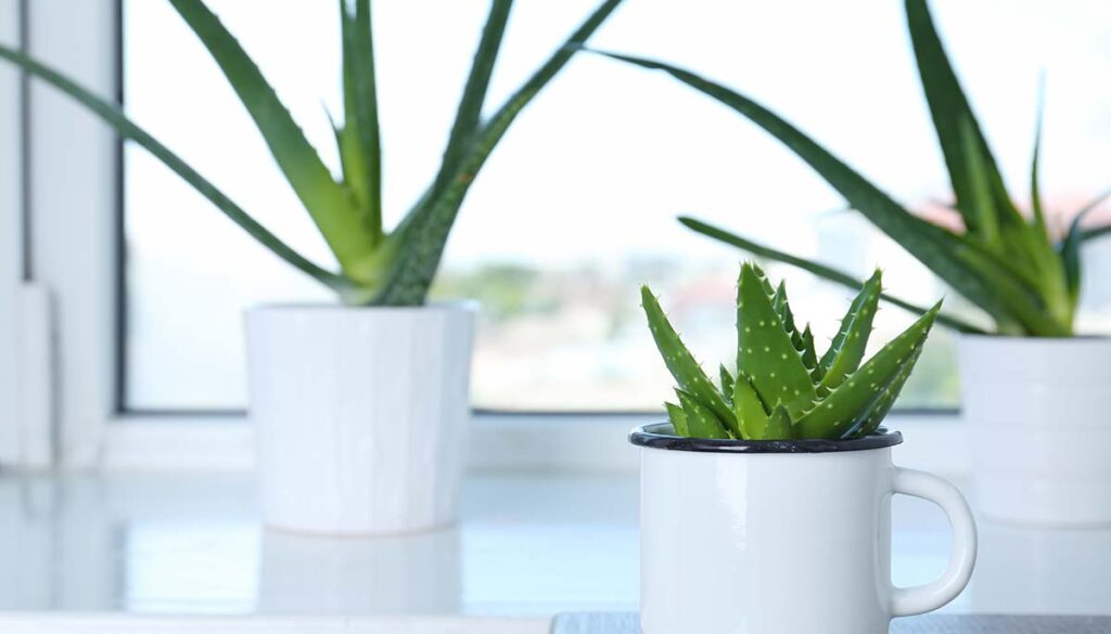 three potted Aloe Veras 