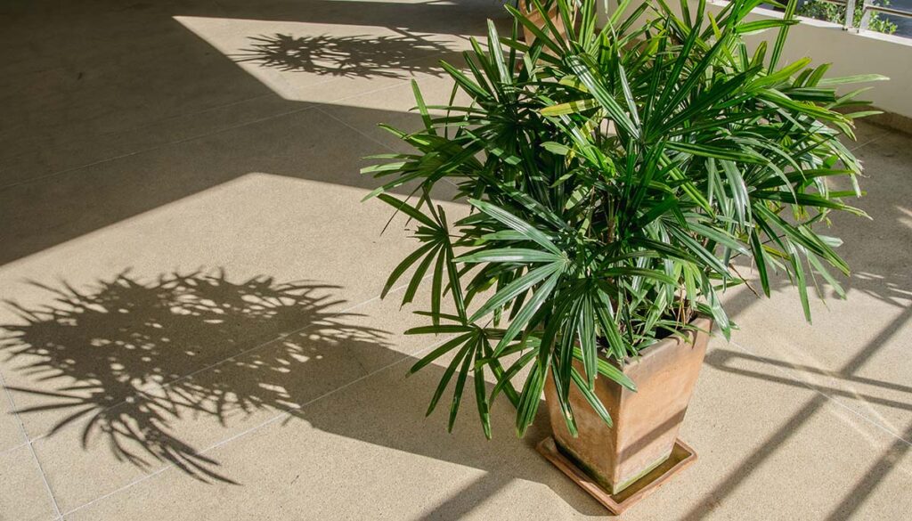 palm or Bamboo with shadow on brown floor 