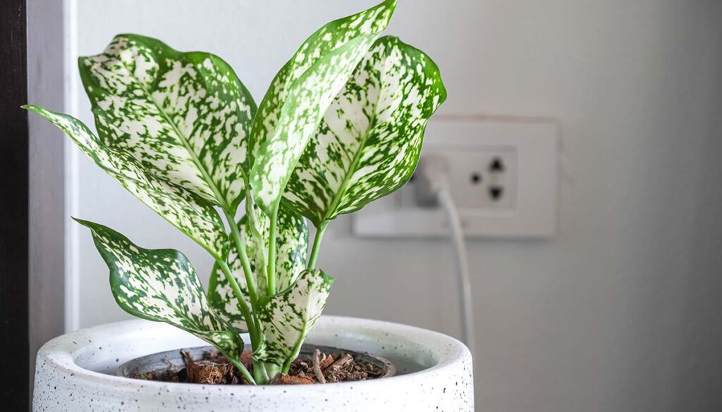 Aglaonema foliage in pot at home, Spring Snow Chinese Evergreen