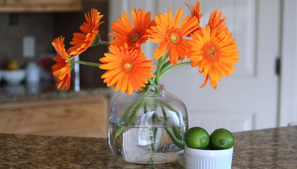 orange gerbera daisies in vase on kitchen counter