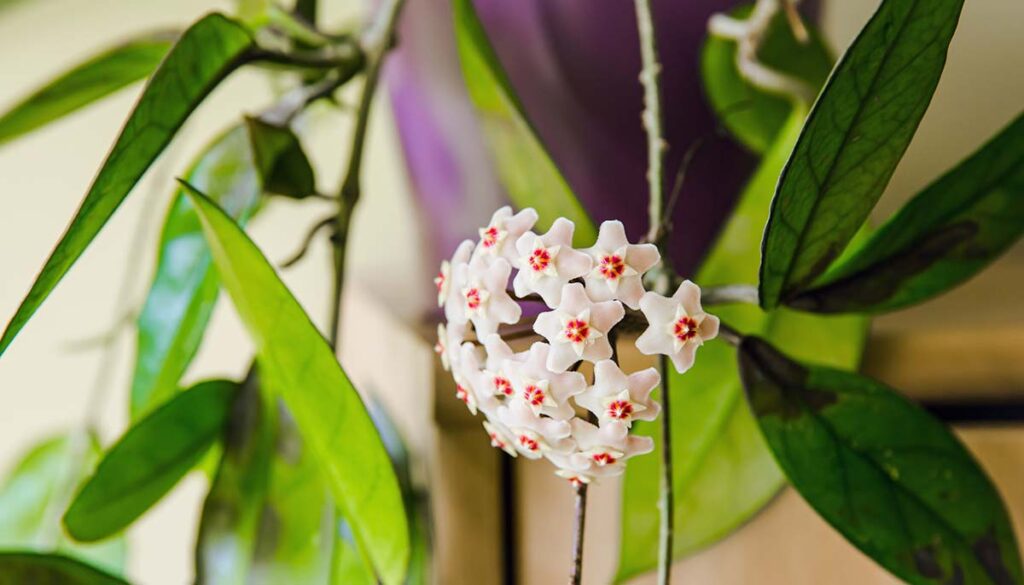 Potted Hoya carnosa the porcelainflower or wax plant in full bloom in home interior.