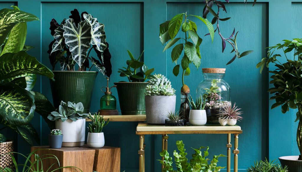 Stylish composition of home garden interior filled a lot of beautiful plants, cacti, succulents, air plant in different design potsStylish composition of home garden interior filled a lot of beautiful plants, cacti, succulents, air plant in different design pots and Green wall paneling.
