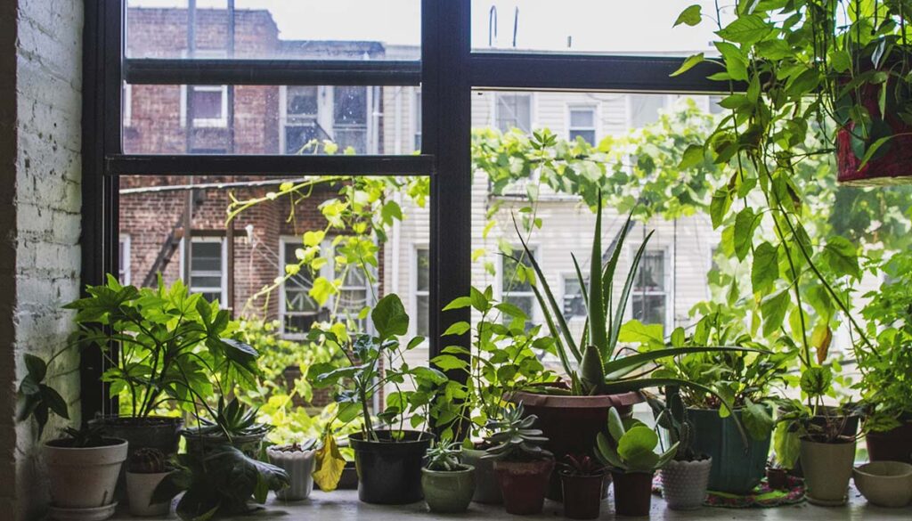 Indoor Garden in Brooklyn, NY apartment 