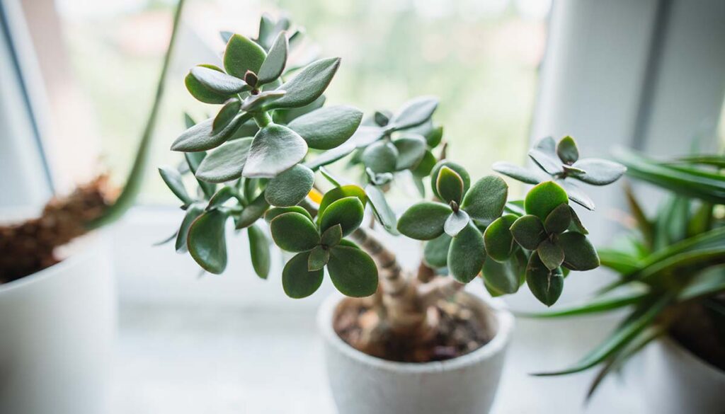 houseplant Crassula ovata jade plant in white pot on countertop