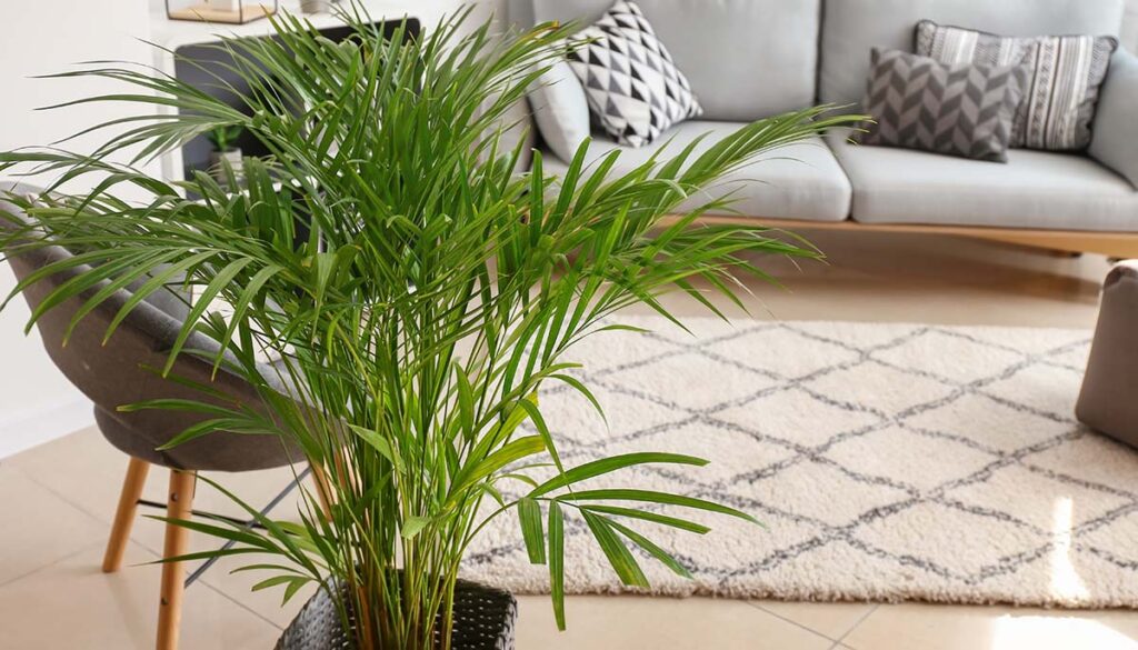 Decorative Areca palm in neutral, modern living room