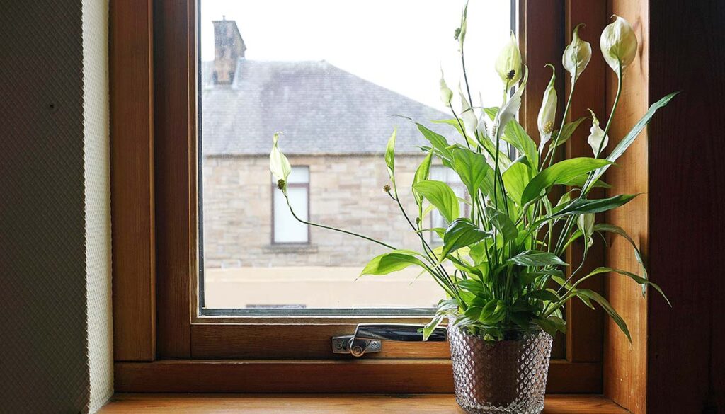 Peace lily in the house beside the window