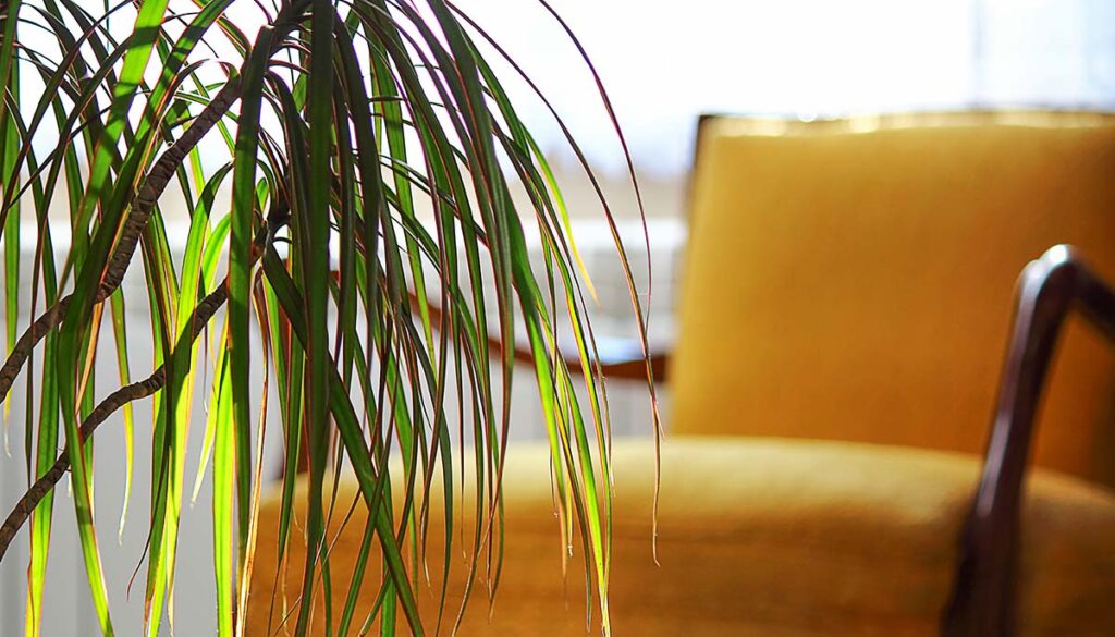 Dracaena edged (lat.Dracaena marginata) or "Red Dragon Tree" in a classic interior