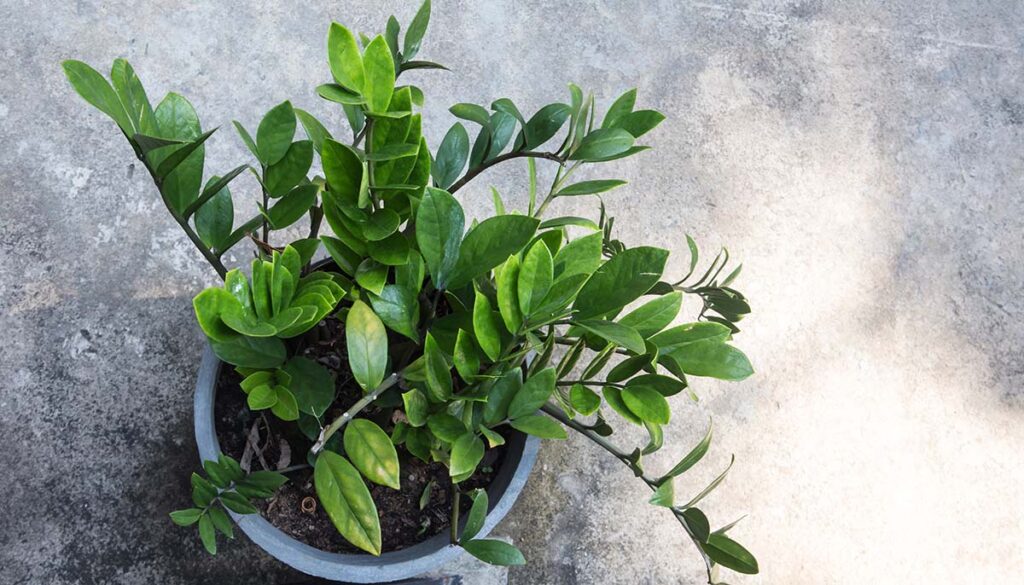 top view shot of a Zamioculcas (Zanzibar Gem) plant with bright green showy leaves in a white pot standing on a concrete ground. 