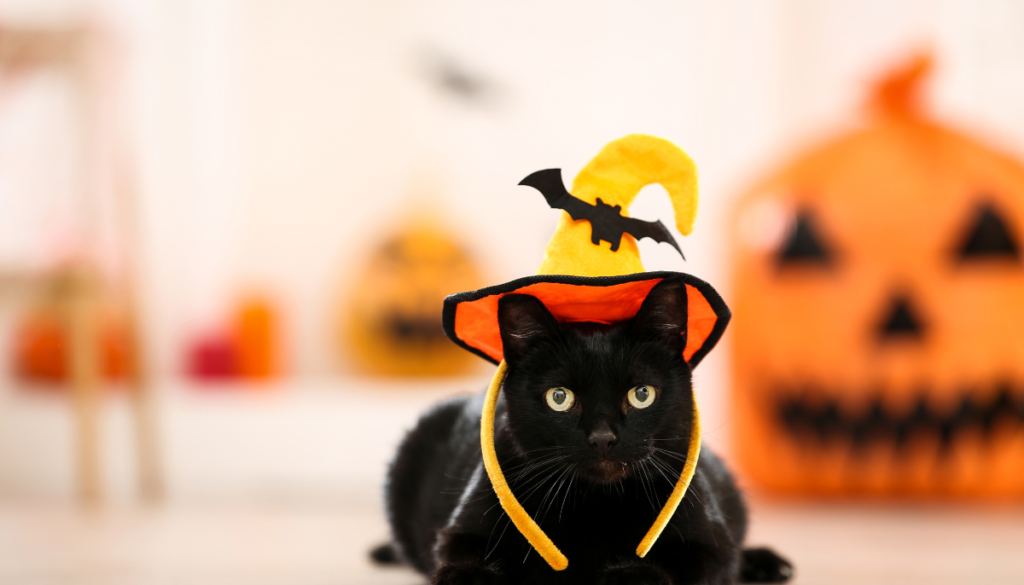 Black cat wearing orange witch hat