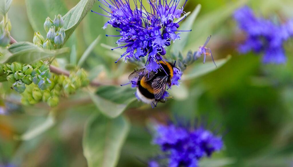 bluebeard with a honey bee