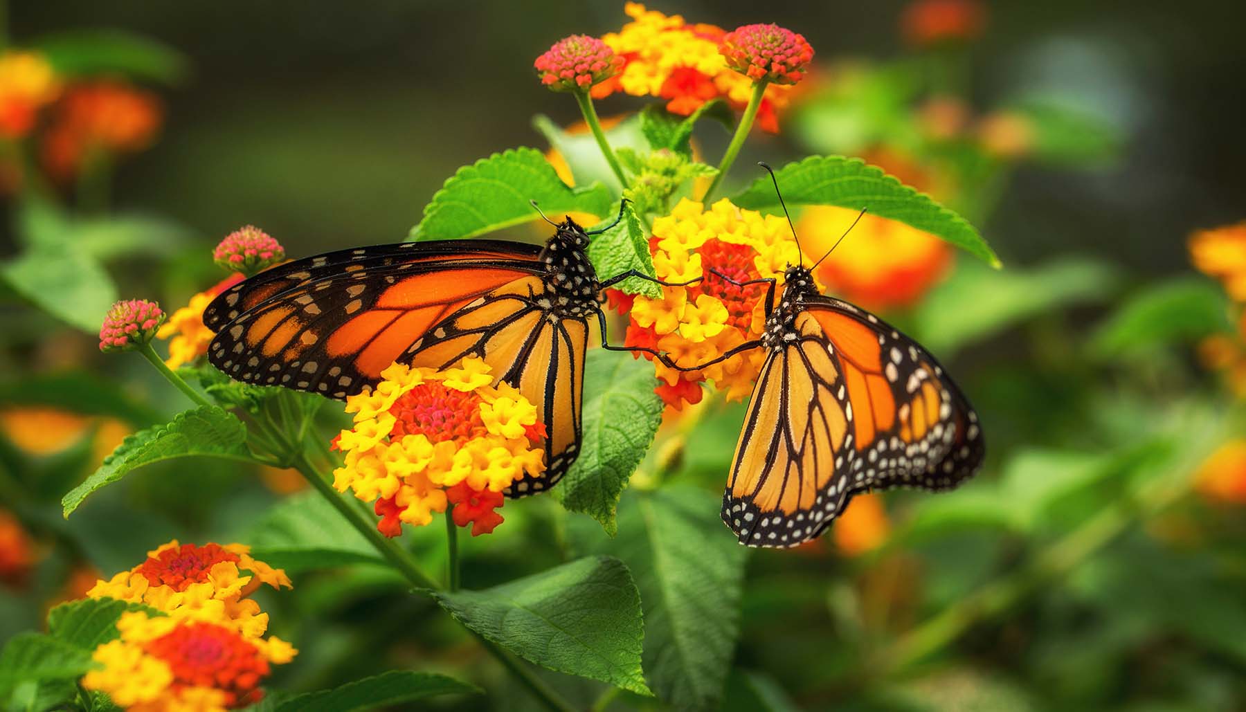 Pair of monarch butterflies on yellow and red lantana flowers in a garden in Wisconsin
