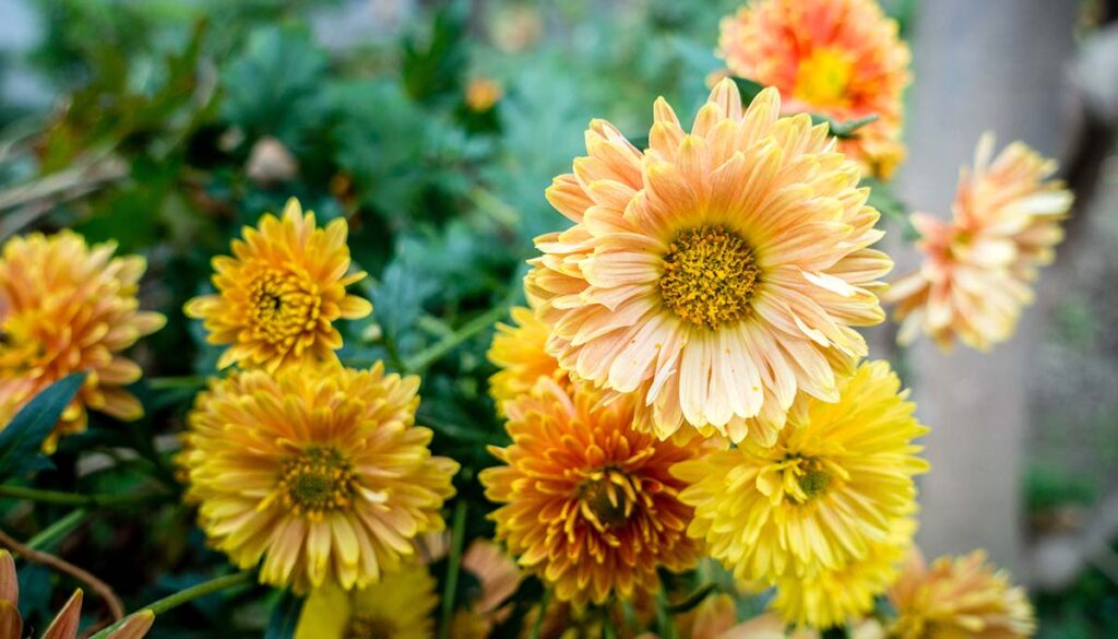 A closeup shot of Chrysanthemums flowers and leaves. 