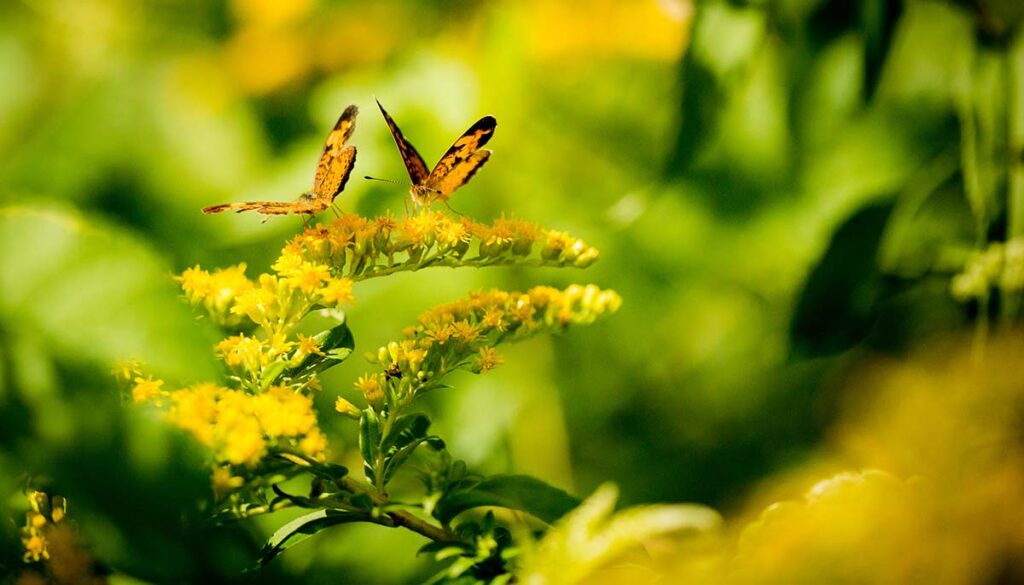 Close up macro view of two yellow butterflies on a branch of goldenrod flowers.
