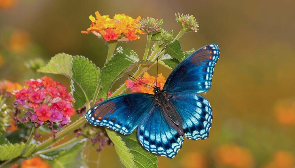 Beautiful Red Spotted Purple Admiral butterfly on colorful Lantana flower in sunshine