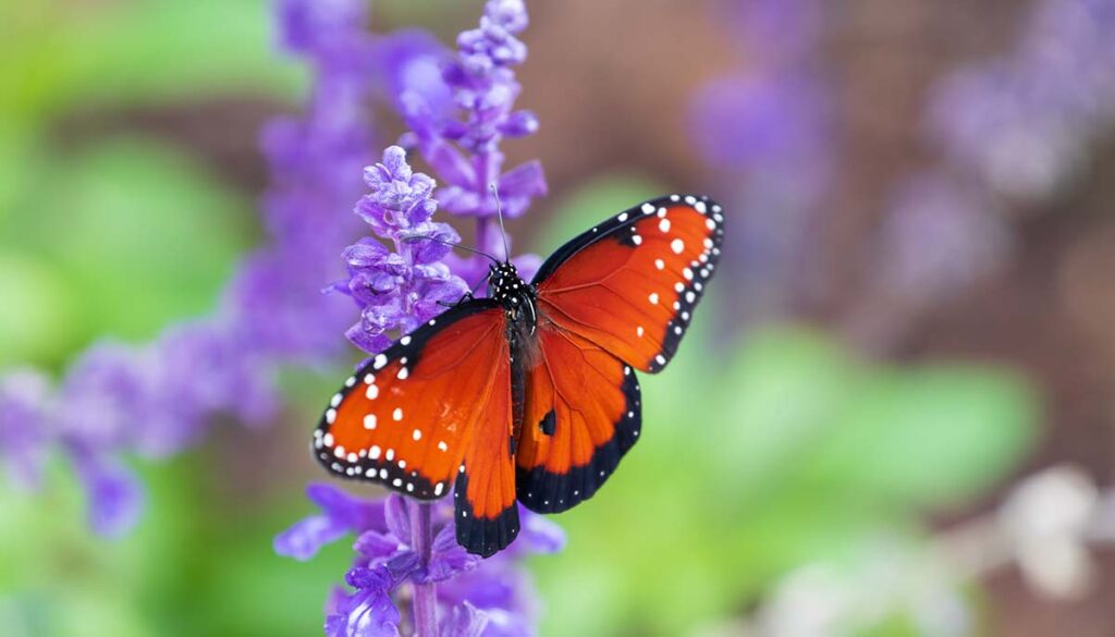 Monarch (milkweed) butterfly and purple (salvia) flower