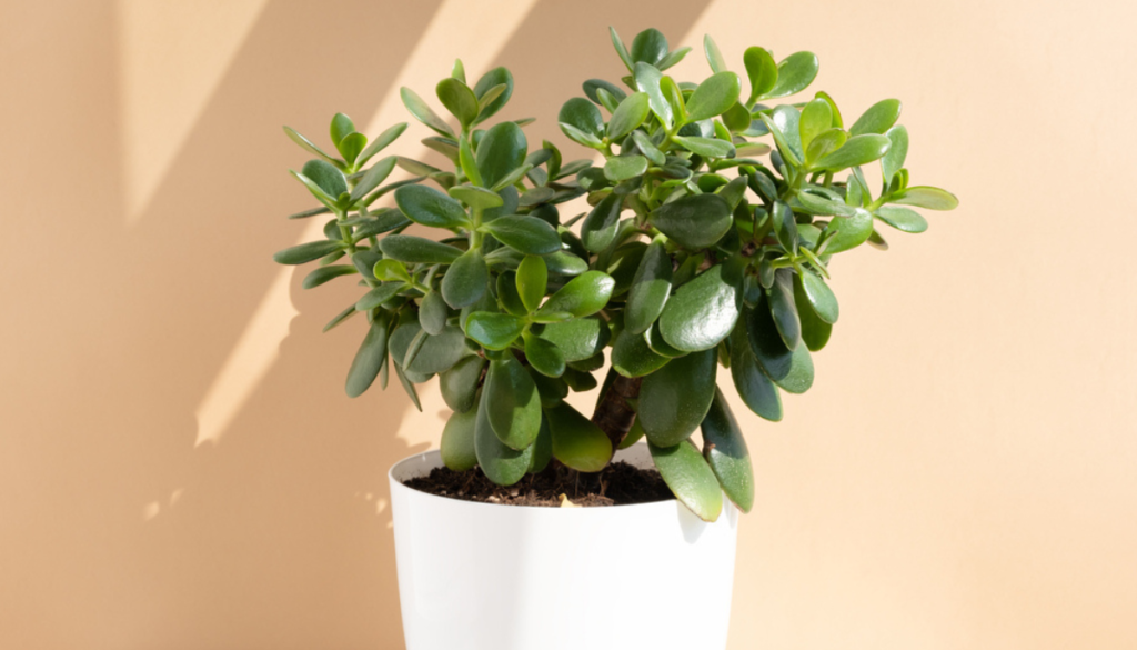 Jade plant succulent in white pot