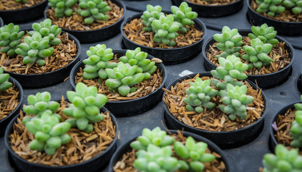 Burro's tail succulents