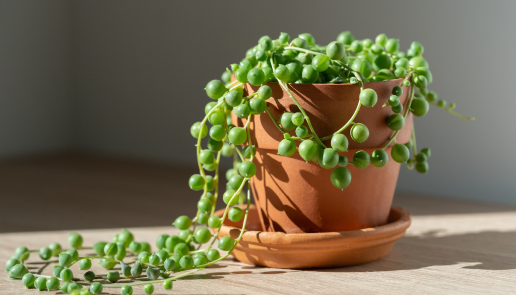 String of pearls in pot with saucer