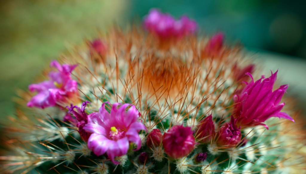 Close up of pincushion cactus