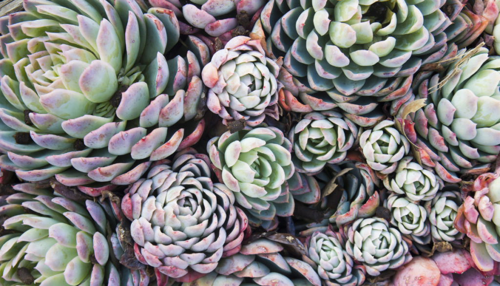 Close up of hens and chicks succulents