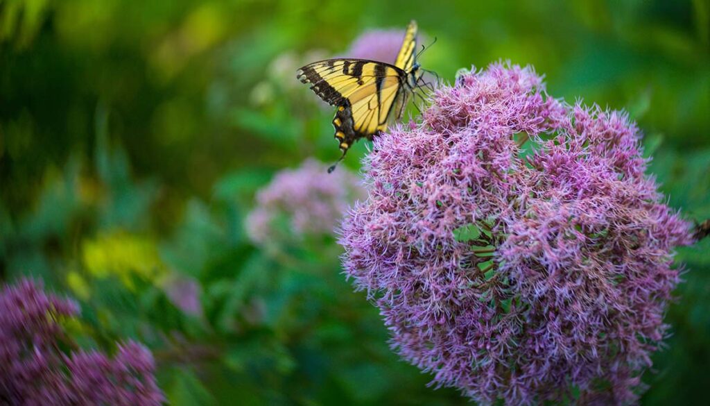Swallowtail butterfly on Joe Pye weed along the chesapeake bay in Southern maryland