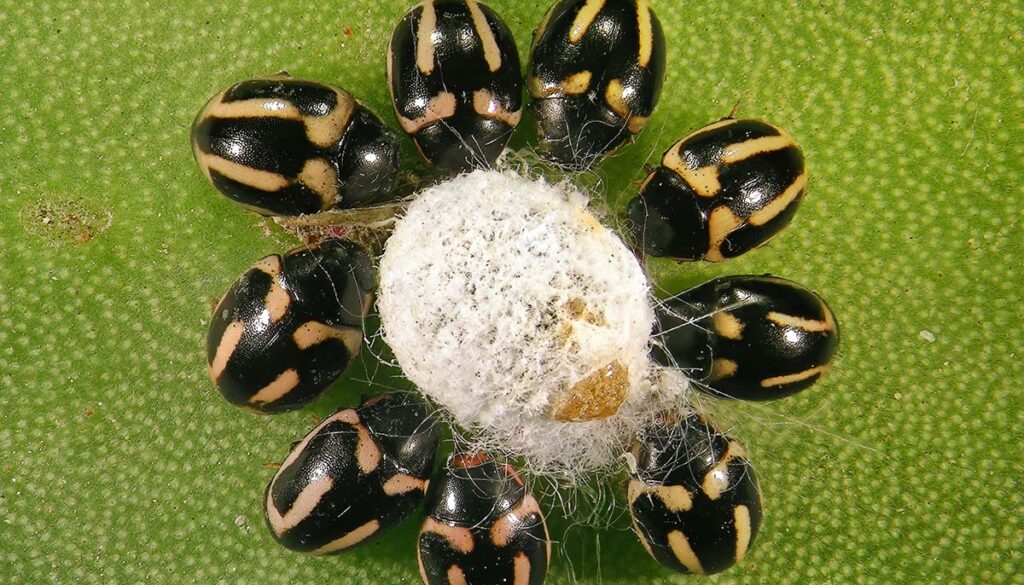 Opuntia cochineal scale, Dactylopius opuntiae (Hemiptera: Dactylopiidae) on Opuntia cactus (prickly pears) and ladybugs, Hyperaspis trifurcata (Coleoptera: Coccinellidae), its native predator