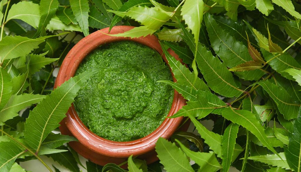 Neem leaves used as ayurvedic  medicine with ground paste over white background Kerala, India. Used in skin care, beauty products and creams.