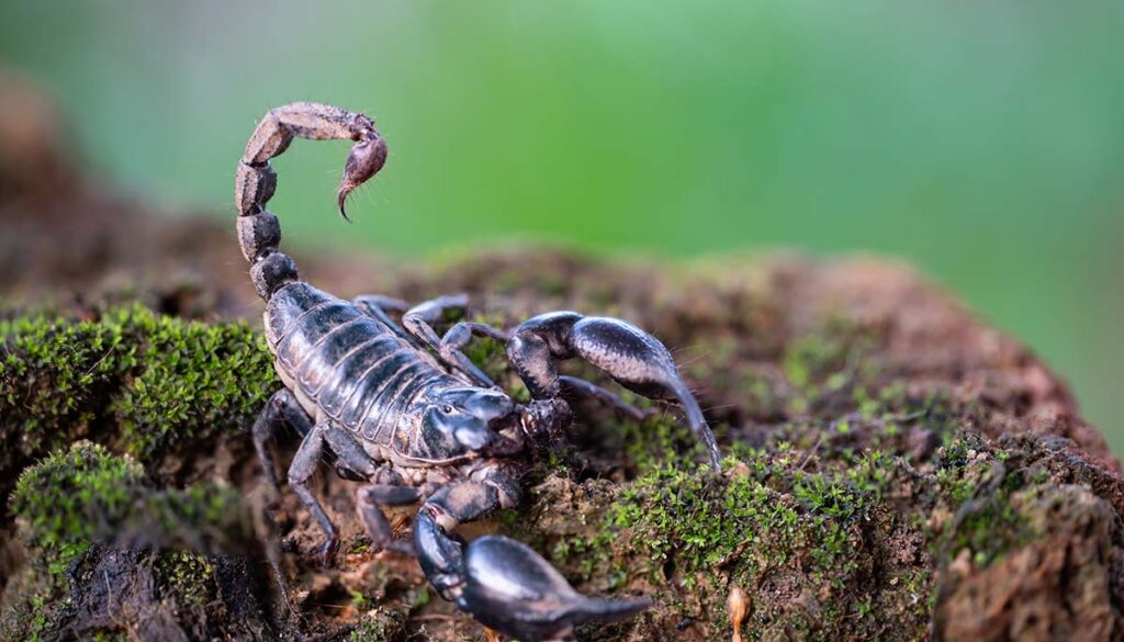 Heterometrus longimanus black scorpion.Emperor Scorpion, Pandinus imperator over natural background