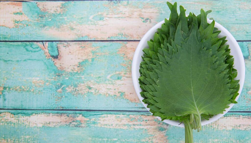 The perilla leaves, also known as shiso leaf, oba leaf or beefsteak plant in wooden bowl over wooden background