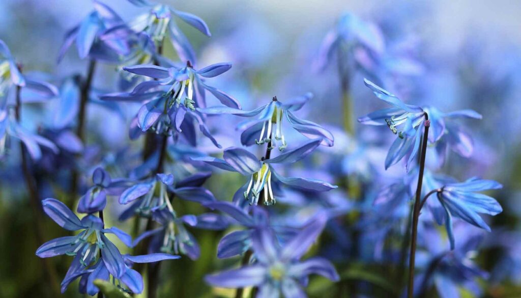 Close up of blue Siberian scilla