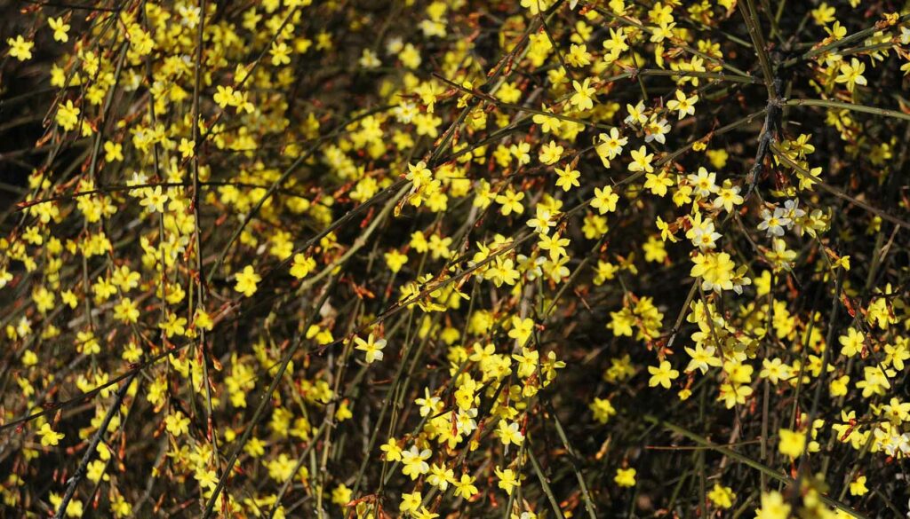 winter jasmine