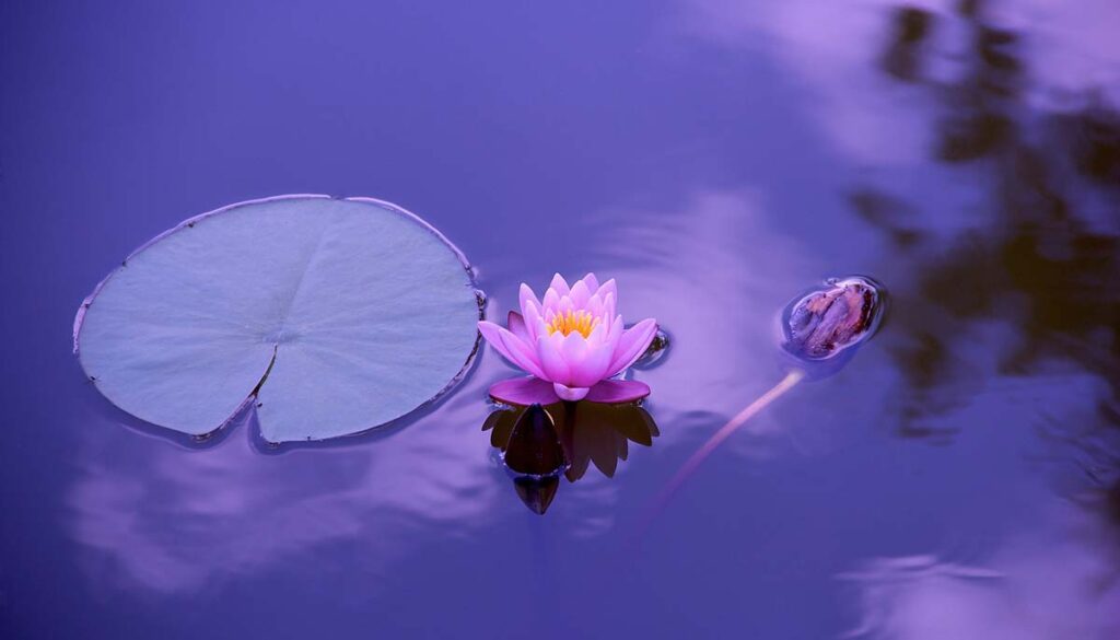 a lotus in the water at each stage of blooming
