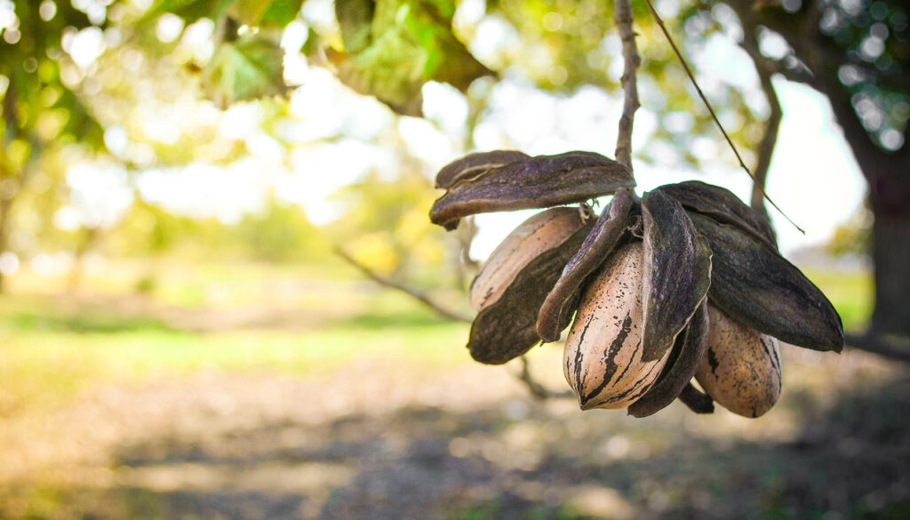 Close up of pecan cluster in an orchard