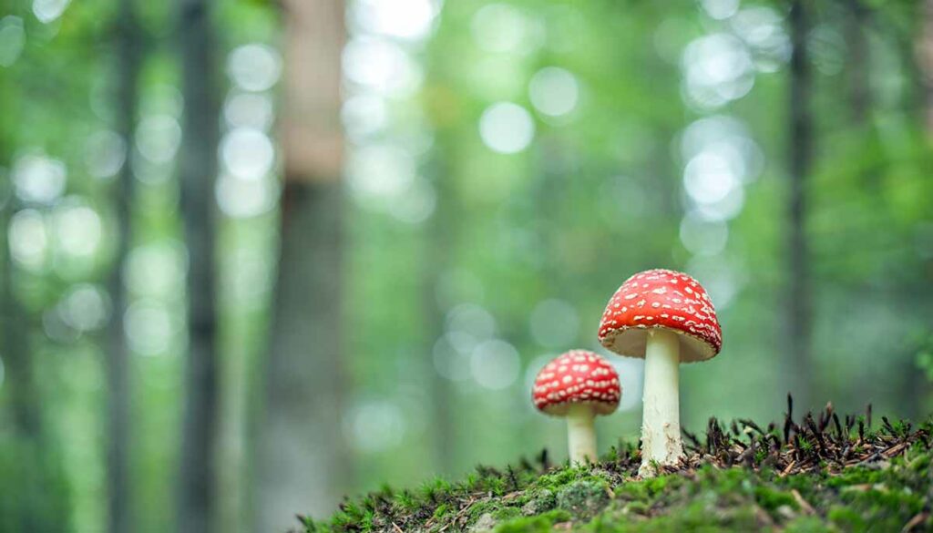 fly-agaric in forest close up