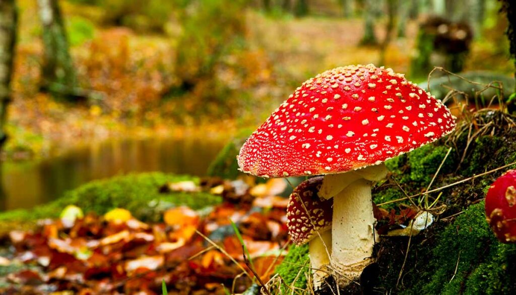 Close-up picture of a Amanita poisonous mushroom in nature