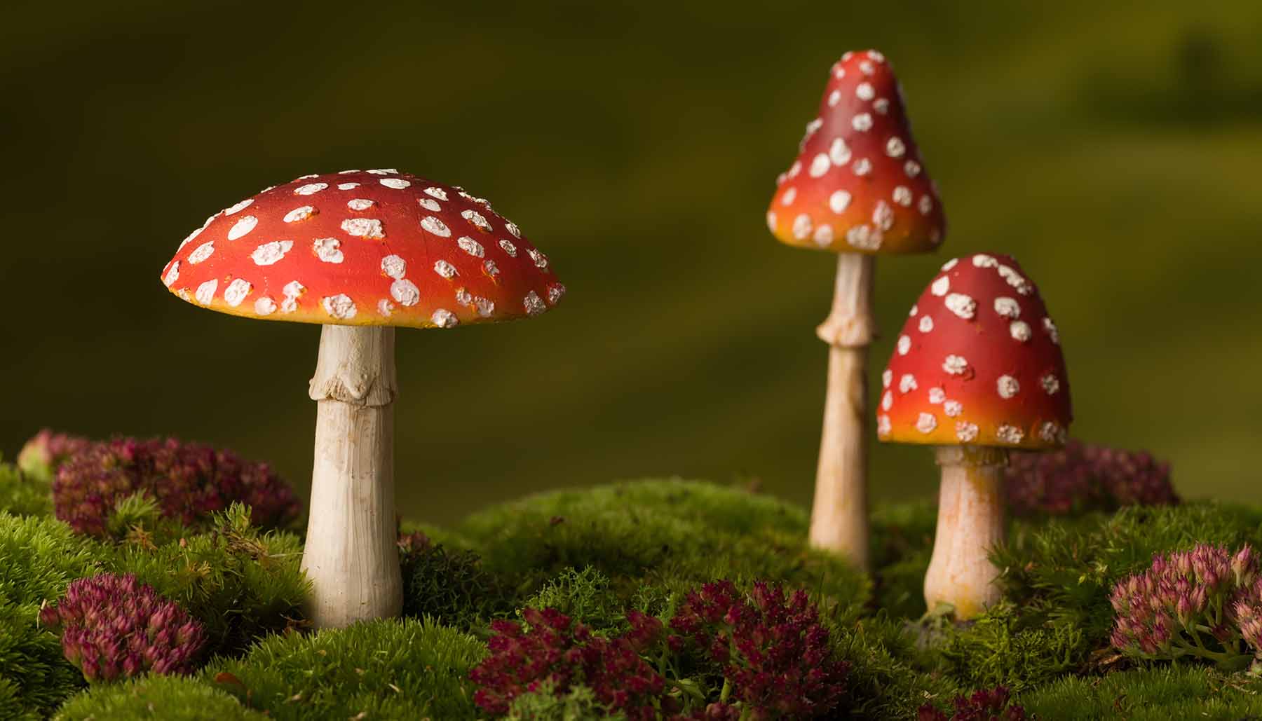 Closeup of red fly agaric toadstoels that can be used as fairy tale backgrounds