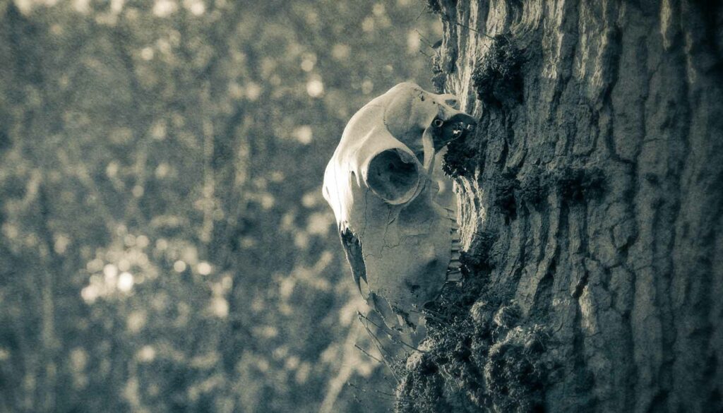 An eerie sheep skull on a tree with a grunge, vintage duo tone edit